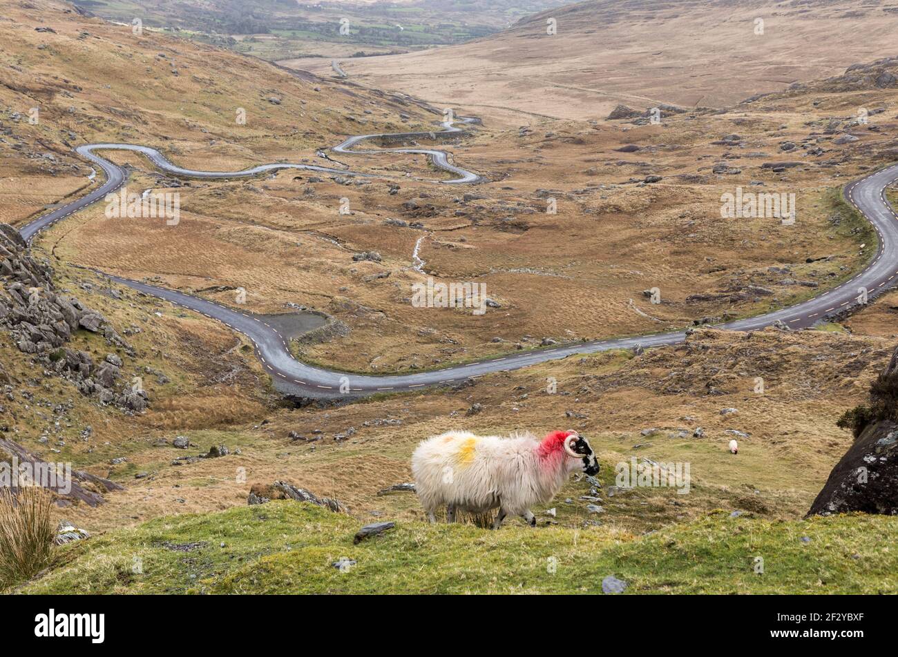 Healy Pass, Cork, Irlanda. 13 marzo 2021. Una pecora solita si snoda sulla collina che si affaccia sulla strada principale per Castletownbere dal Passo Healy a West Cork, Irlanda. - credito; David Creedon / Alamy Live News Foto Stock