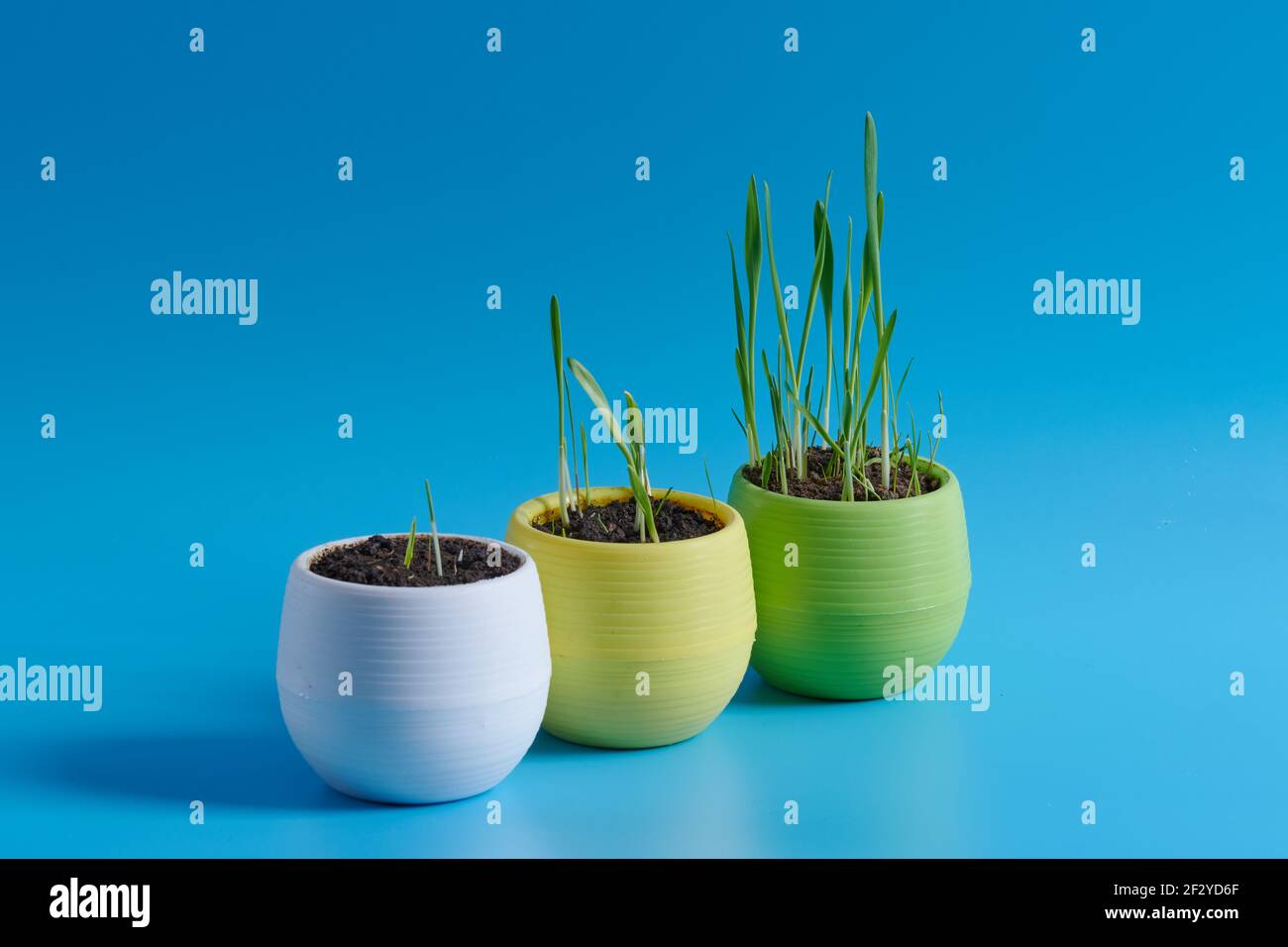 tre pentole con erba giovane su sfondo blu Foto Stock