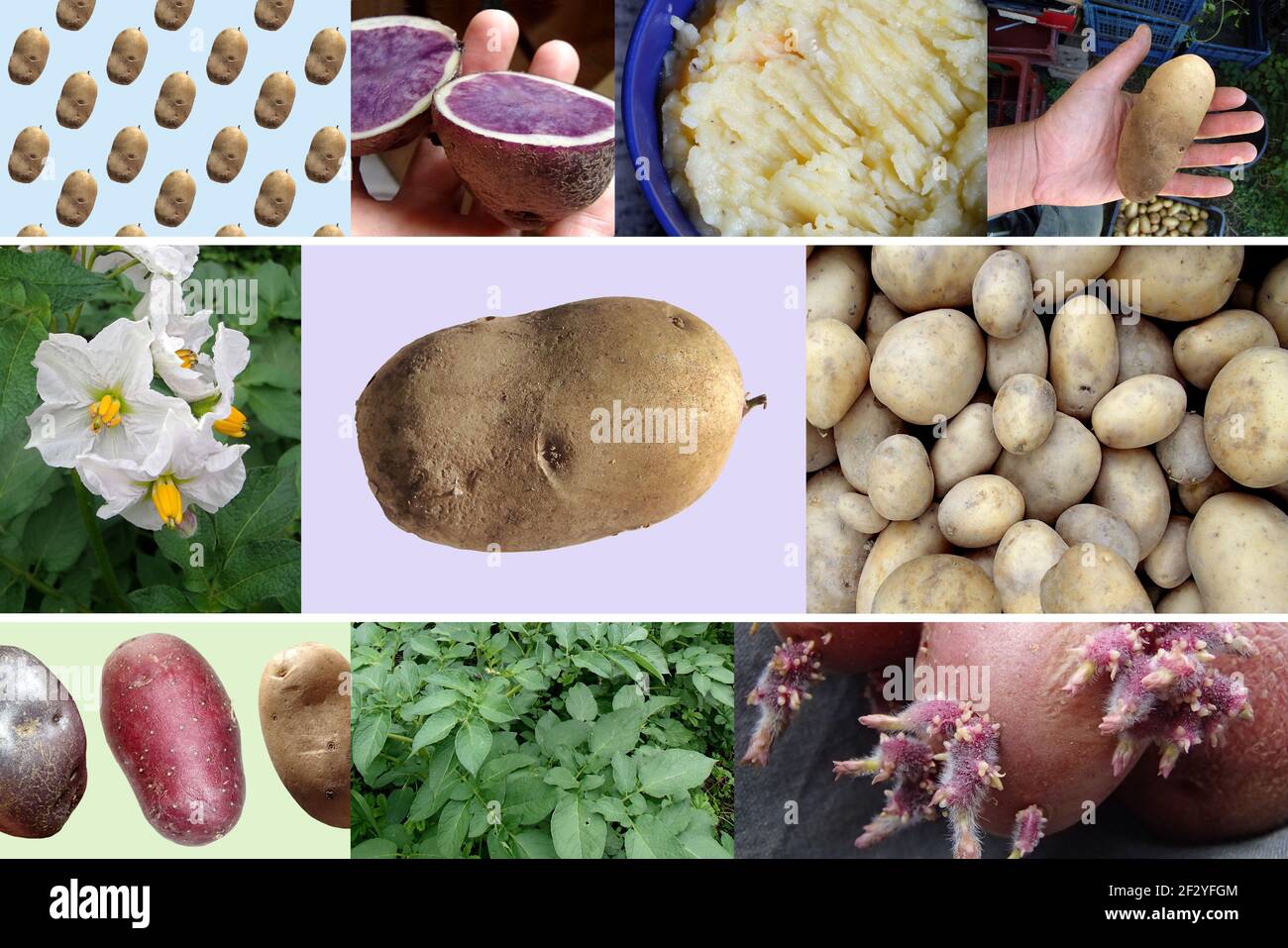 Collage di patate e piante biologiche diverse - Foto-montaggio Foto Stock