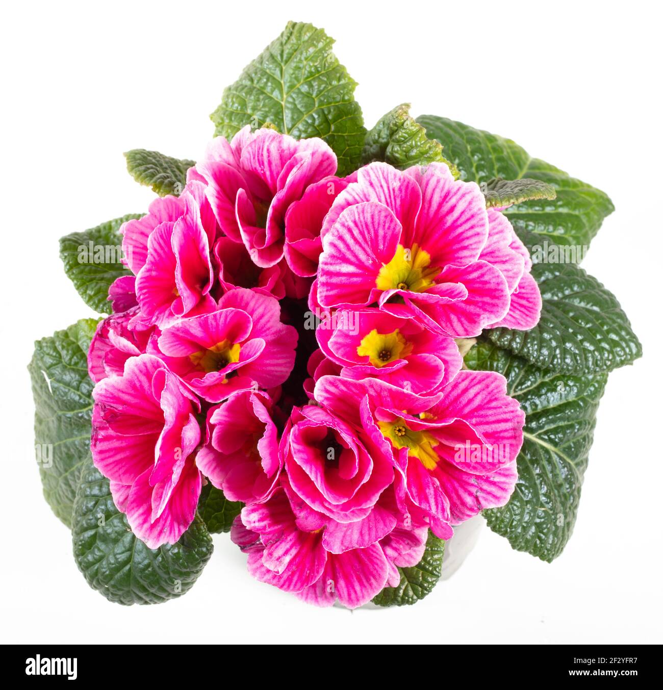 Primula, Jordviva (Primula vulgaris) Foto Stock