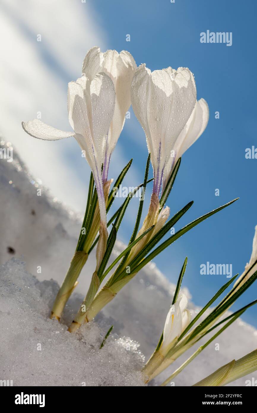 La molla Crocus, Vårkrokus (crocus vernus) Foto Stock