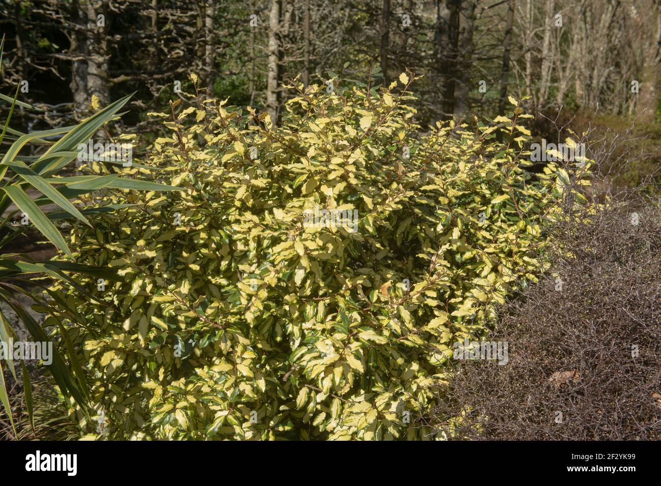 Evergreen variegato Foliage di un arbusto di Oleaster (Elaeagnus pungens 'Frederici') Crescere in un giardino di bosco su un luminoso inverno soleggiato Giorno in Rurale D Foto Stock