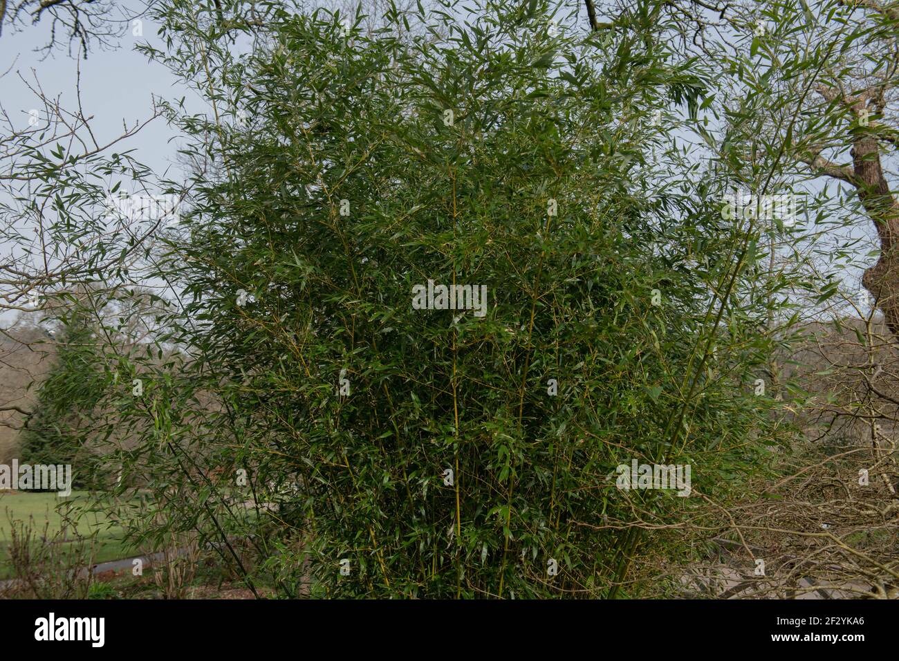 Inverno Foliage del Bamboo di xeno Evergreen (Phyllostachys var. Henonis) che cresce in un giardino con un cielo nuvoloso sfondo blu in Devon rurale Foto Stock