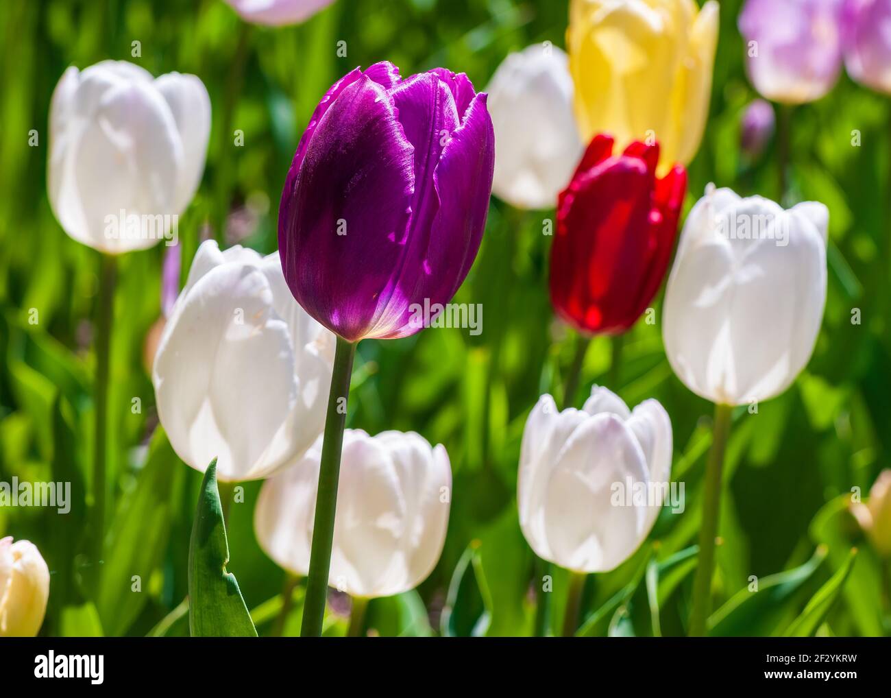 Disposizione colorata di eleganti tulipani di trionfo, nelle tonalità di viola, rosso, giallo e bianco. Giardino botanico del New England a Tower Hill, Boylston, Massachusetts. Foto Stock