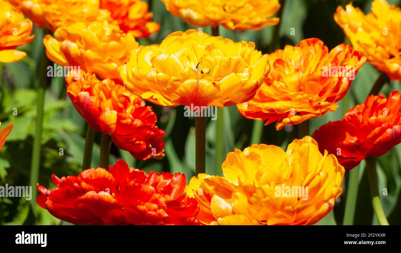 Tulipani Cretaceo (Tulipa 'Cretaceo') - tulipani dorati doppi tardivi con sfumature scarlatte e striature arancioni. Campo di fiori. Giardino botanico ne, Massachusetts Foto Stock