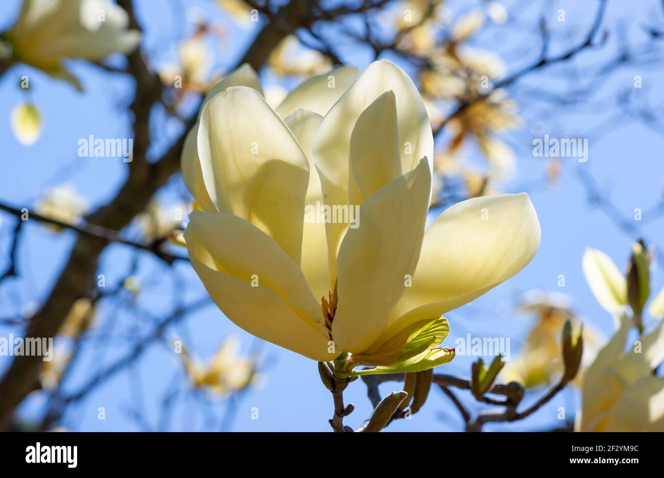 Magnolia «Calice d’avorio» - primo piano dei grandi fiori d’avorio, verticali, a forma di calice. Giardino botanico del New England a Tower Hill, Boylston, Massachusetts Foto Stock