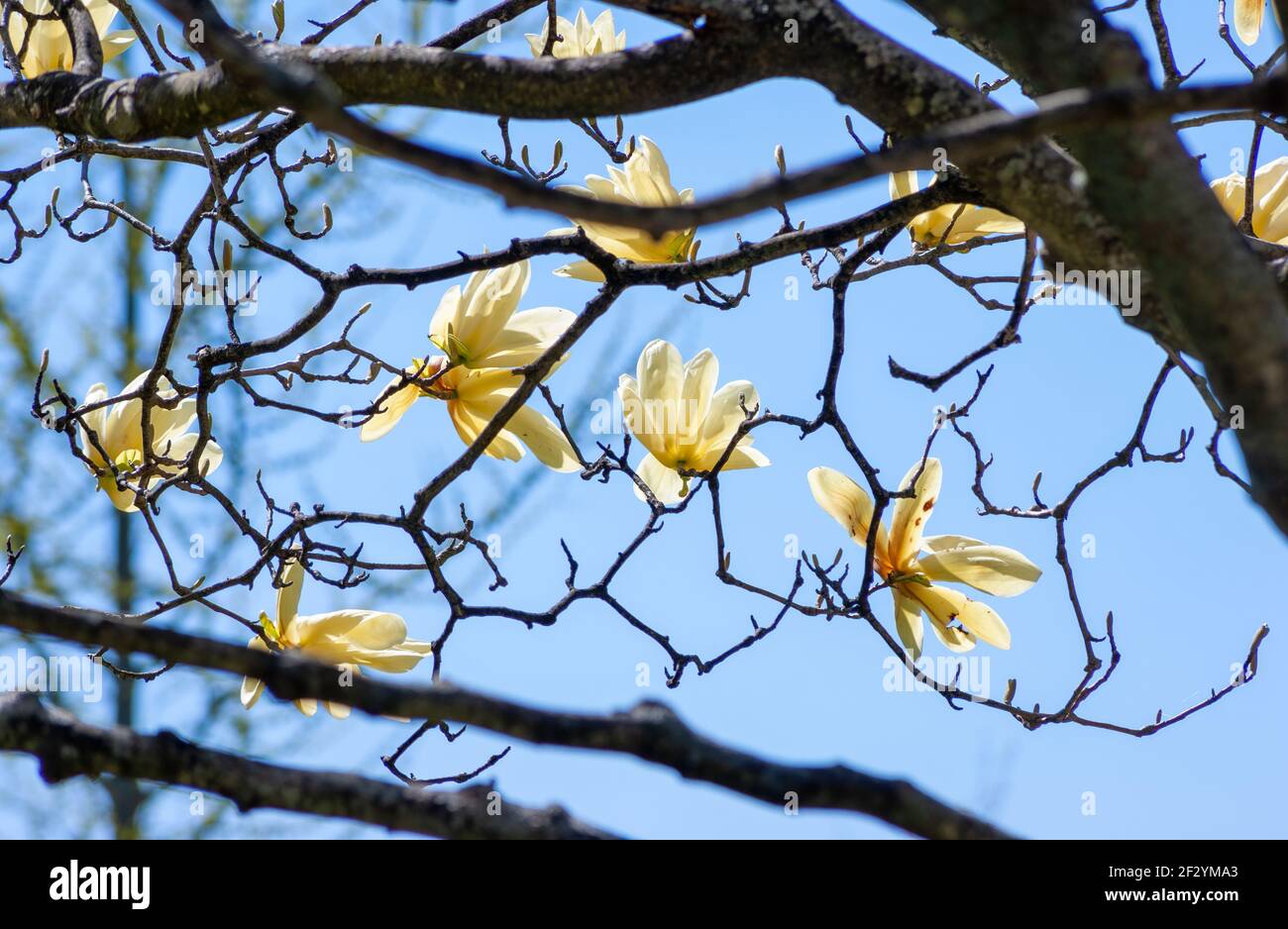 Magnolia «Calice d’avorio» - rami con grandi fiori d’avorio, verticali, a forma di calice. Giardino botanico del New England a Tower Hill, Boylston, Massachusetts, USA Foto Stock