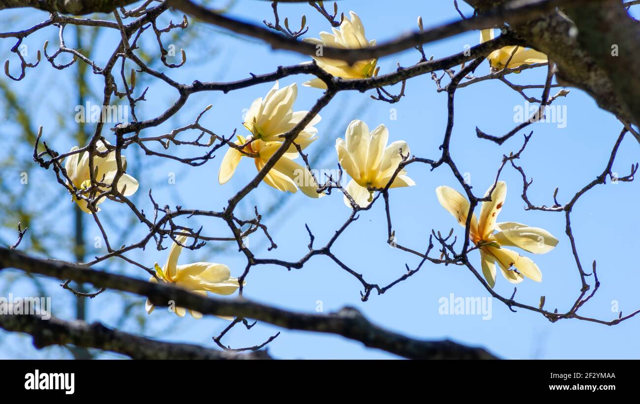 Magnolia «Calice d’avorio» - rami con grandi fiori d’avorio, verticali, a forma di calice. Giardino botanico del New England a Tower Hill, Boylston, Massachusetts, USA Foto Stock