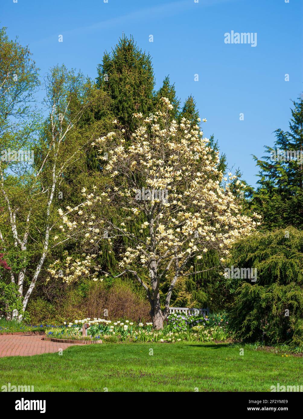 Magnolia «Calice d'Avorio» - un piccolo albero con squisiti fiori d'avorio, eretti, a forma di calice. Giardino botanico del New England a Tower Hill, Boylston, Massachusetts Foto Stock