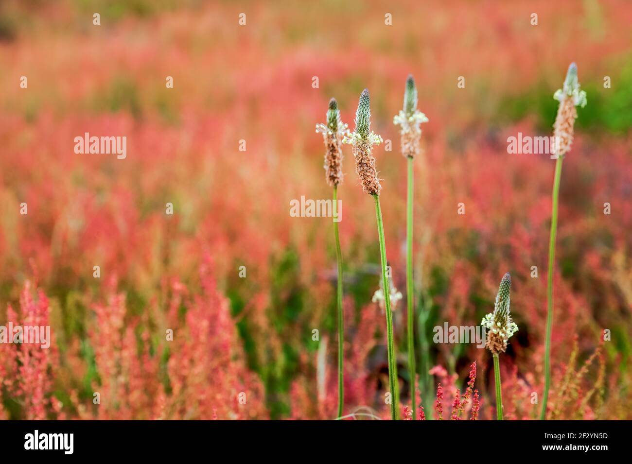 fiore chiaro in un colorato campo di fiori selvatici Foto Stock
