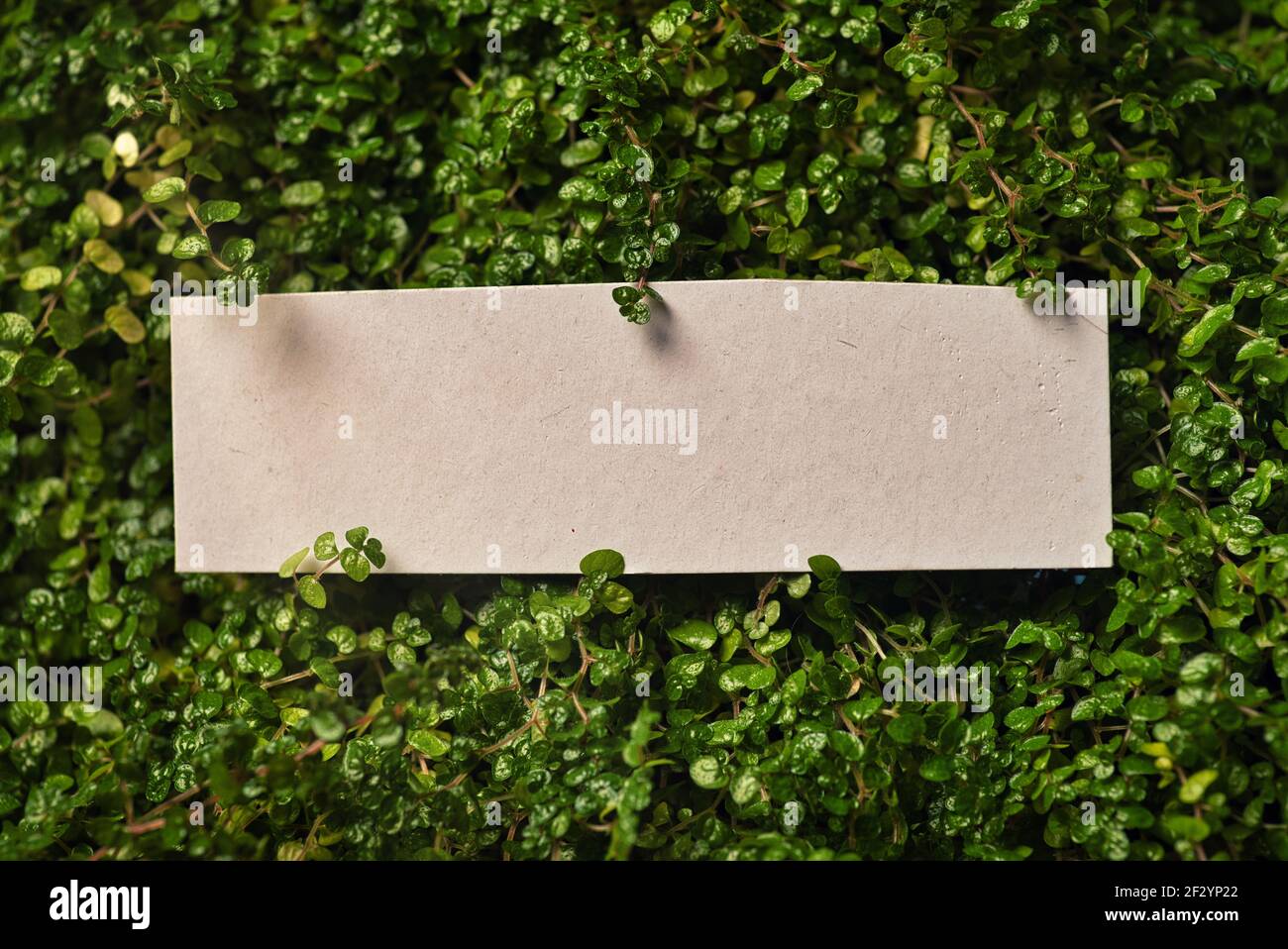 Scheda di nota vuota con piante verdi che creano una cornice con spazio di copia per il testo Foto Stock