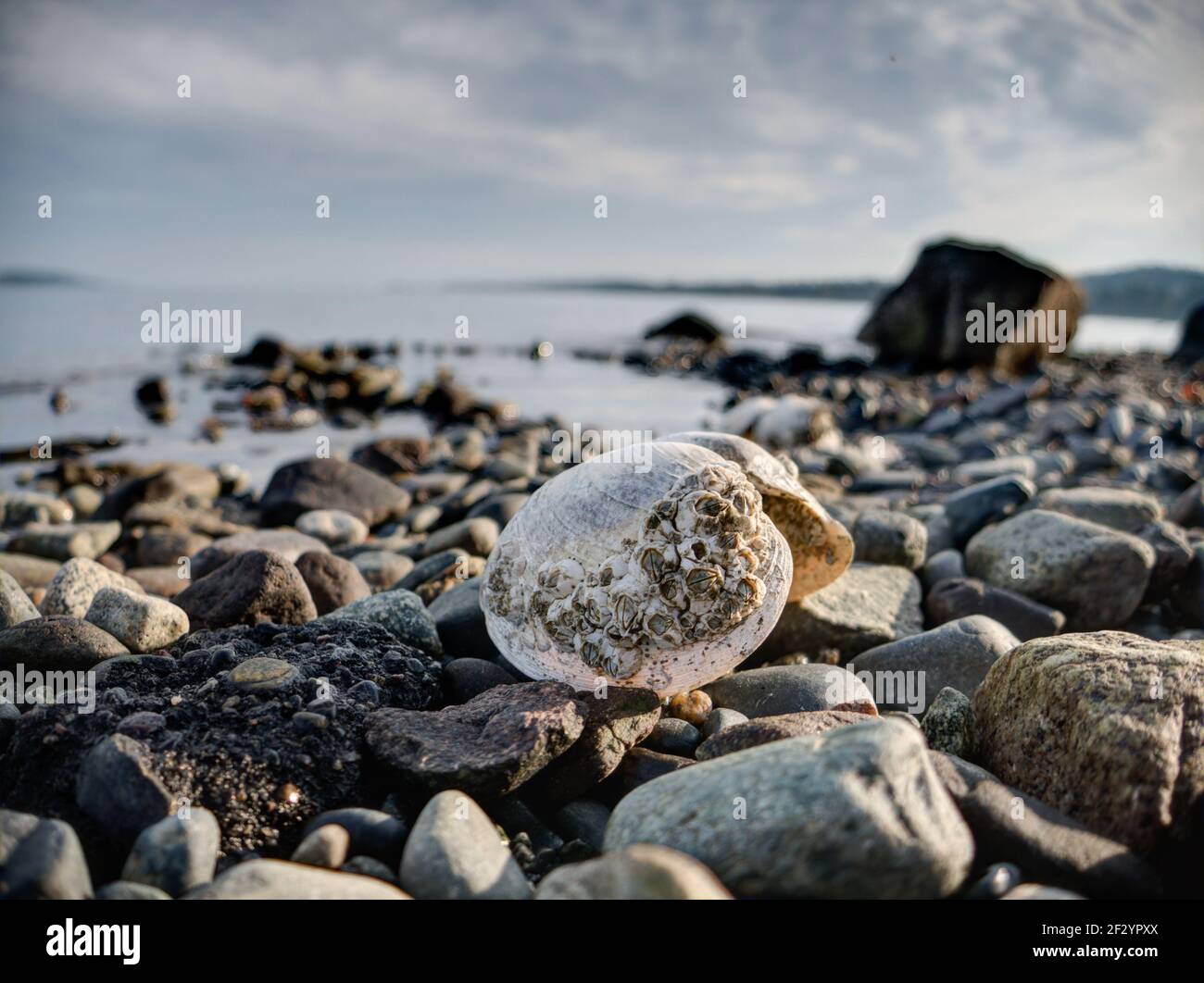 Vista ravvicinata di una spiaggia rocciosa sull'isola di Vancouver vicino a Sidney, British Columbia, Canada Foto Stock
