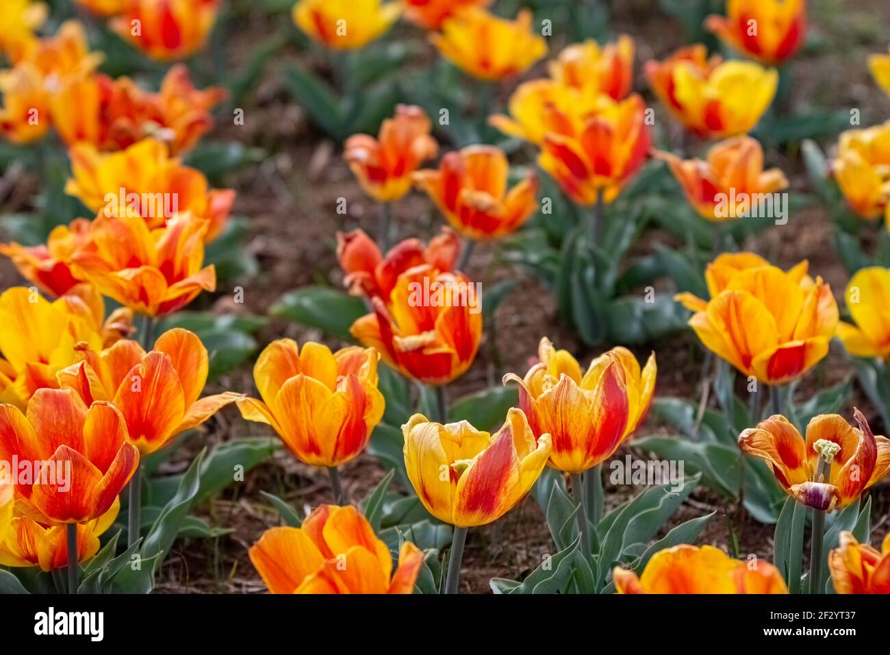 Sfondo colorato di un letto di tulipani gialli e rossi in piena fioritura a fuoco basso. Foto Stock