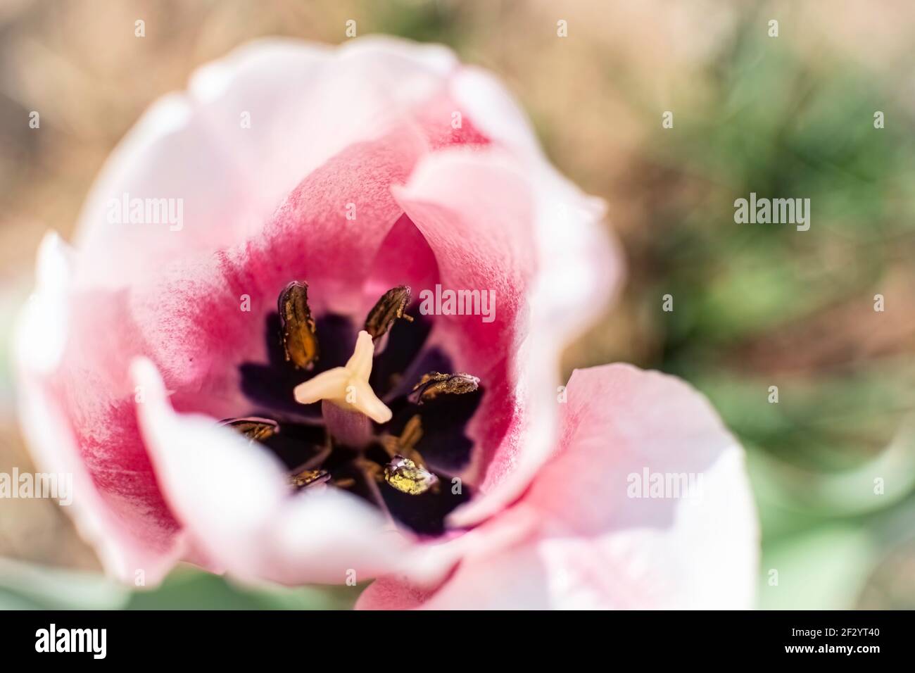 Sfondo floreale di una foto ariosa di un tulipano, fotografata dall'alto con messa a fuoco superficiale sulla stampa del fiore. Foto Stock