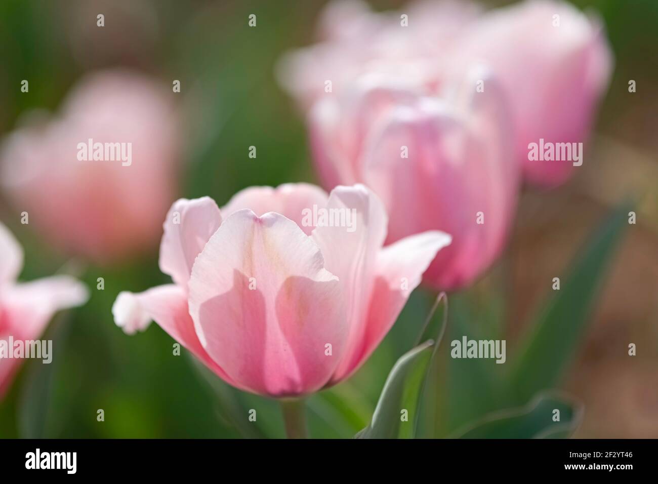 Immagine floreale di tulipani rosa in fila con i fiori di sfondo fuori fuoco. Foto Stock