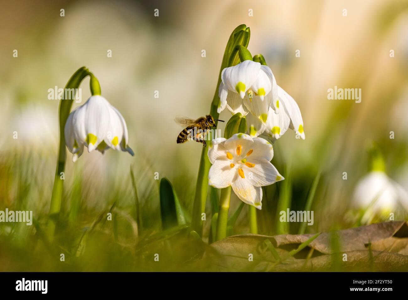 Primo piano di alcuni fiocchi di neve (Leucojum vernum), che crescono in un prato con altri, visitati da un'ape di miele (Apis mellifera). Foto Stock