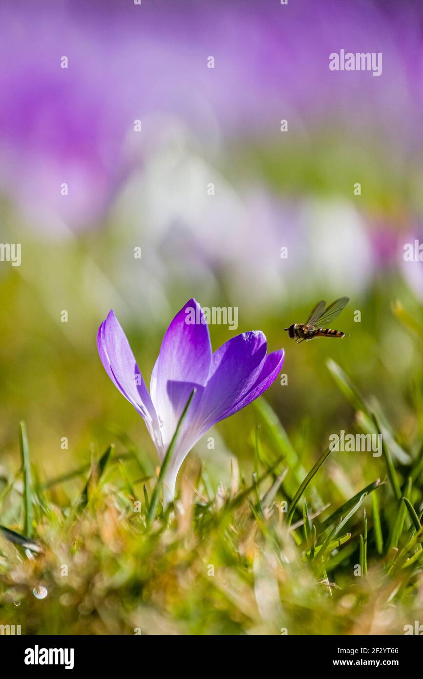 Primo piano di un crocus selvatico porpora (Crocus tommasiniánus), che cresce in un prato con altri, visitato da un'volata (Syrphidae). Foto Stock