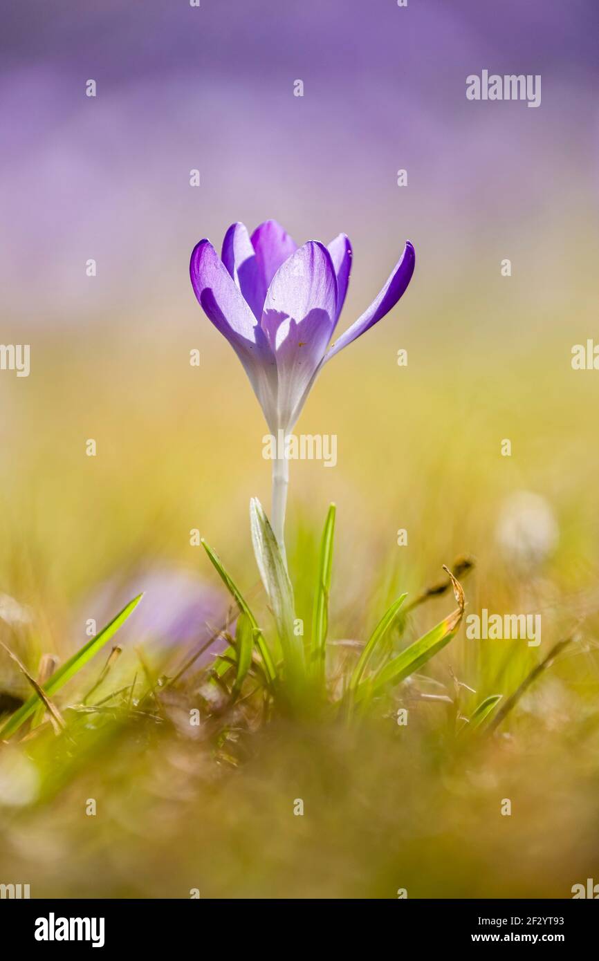 Primo piano di un crocus selvatico (Crocus tommasiniánus), che cresce in un prato con altri. Foto Stock