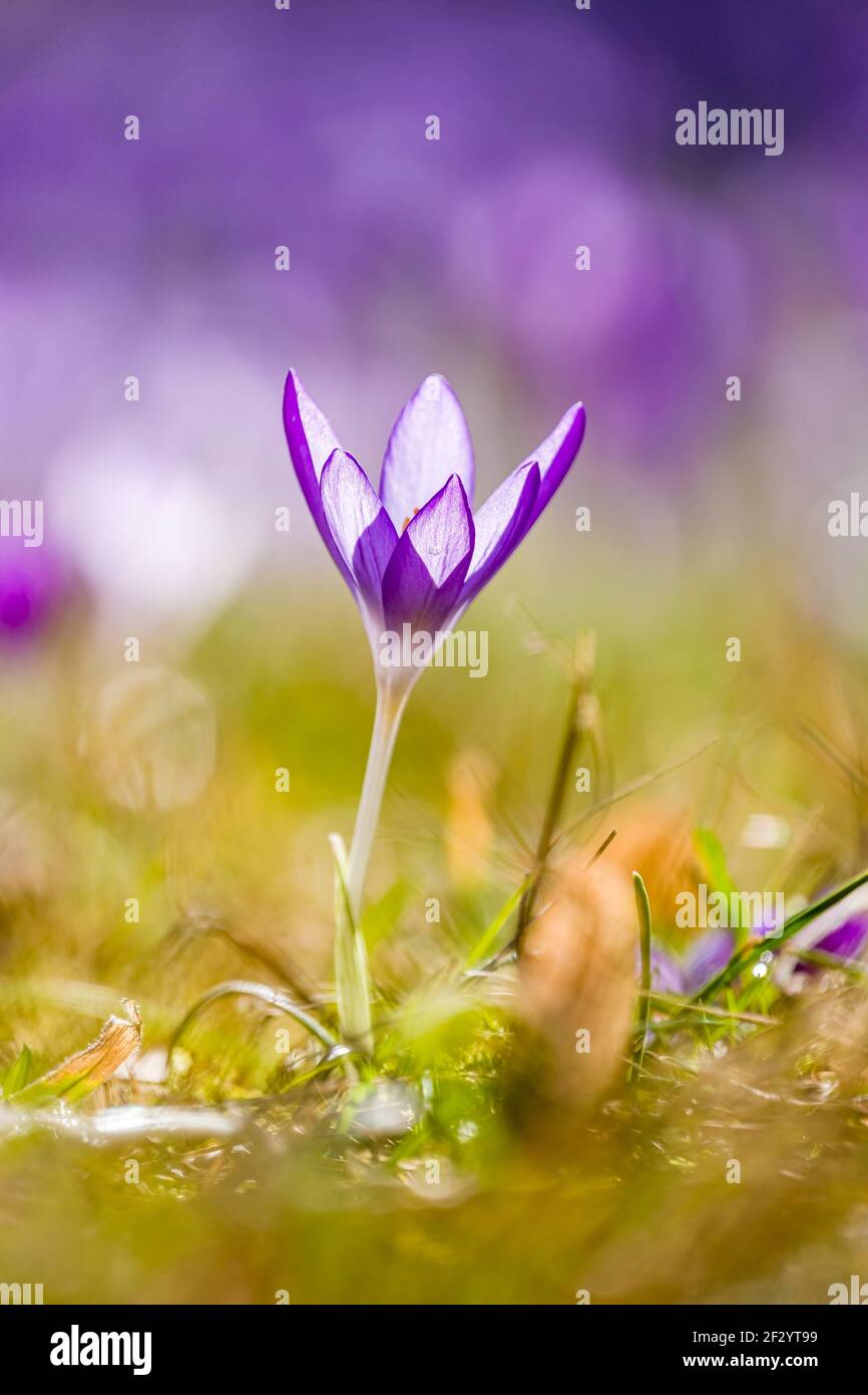 Primo piano di un crocus selvatico (Crocus tommasiniánus), che cresce in un prato con altri. Foto Stock