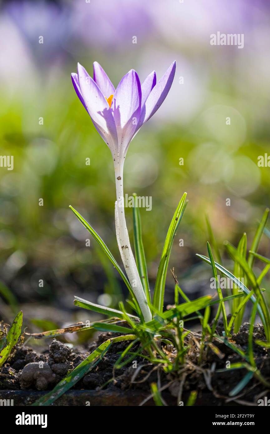 Primo piano di un crocus selvatico (Crocus tommasiniánus), che cresce in un prato con altri. Foto Stock