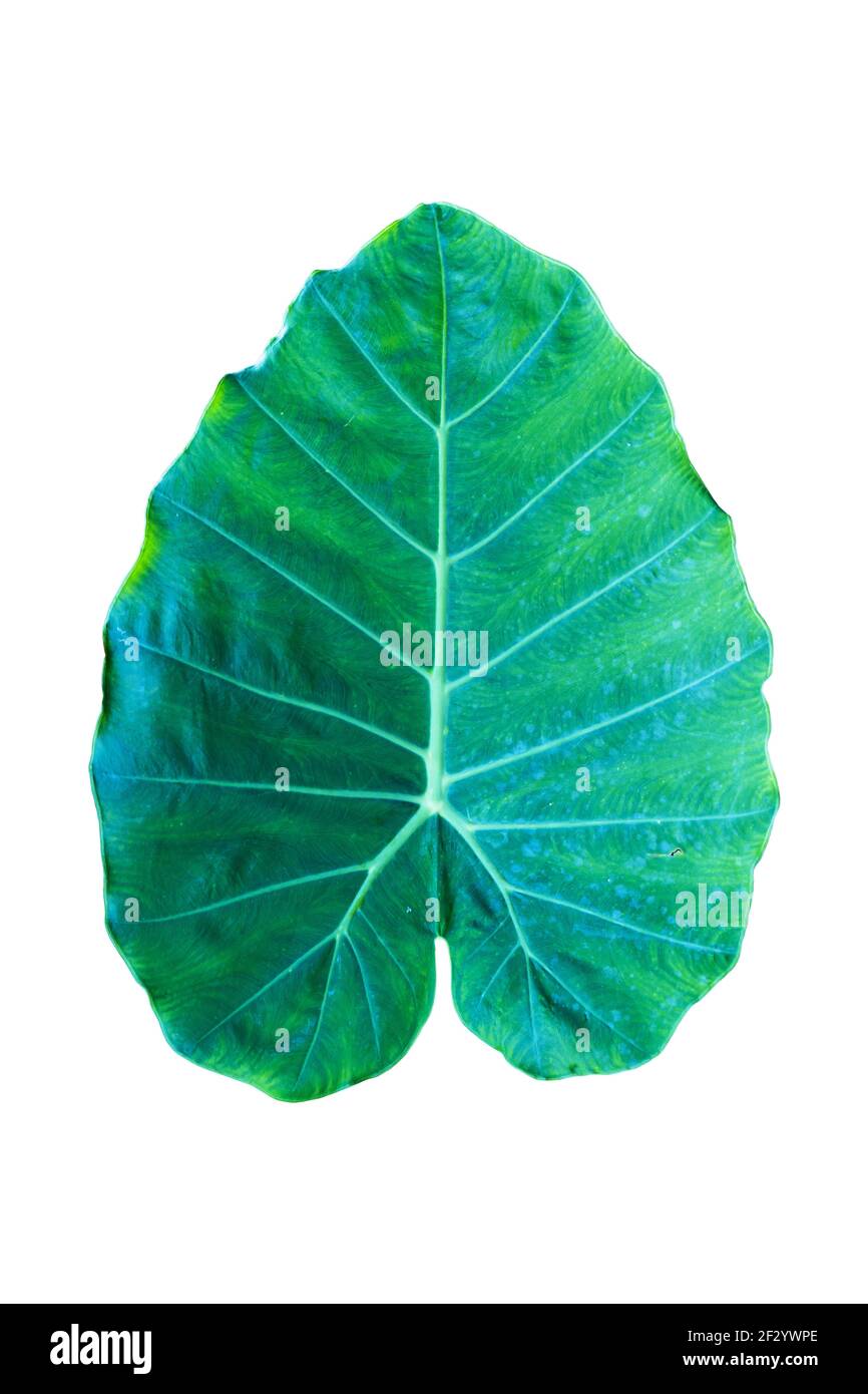 Foglie verdi isolate impostate su sfondo bianco, tracciato di ritaglio. Foto Stock