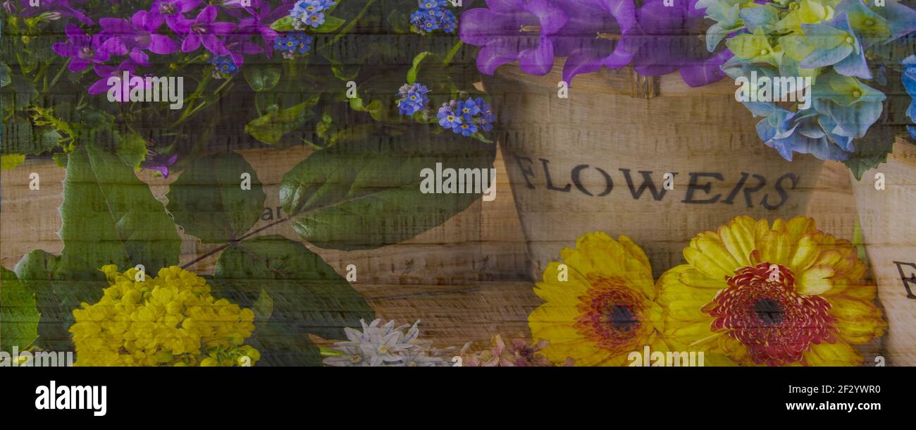 Frühling Blumen Holzhintergrund auf Holzmaserung Banner Foto Stock