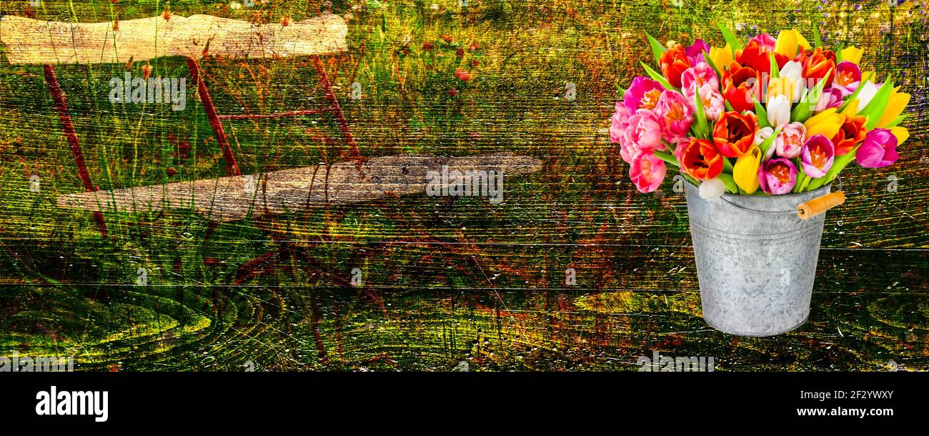 Frühling Blumen Tulpen im Zinneimer Holzhintergrund auf Holzmaserung Banner Foto Stock