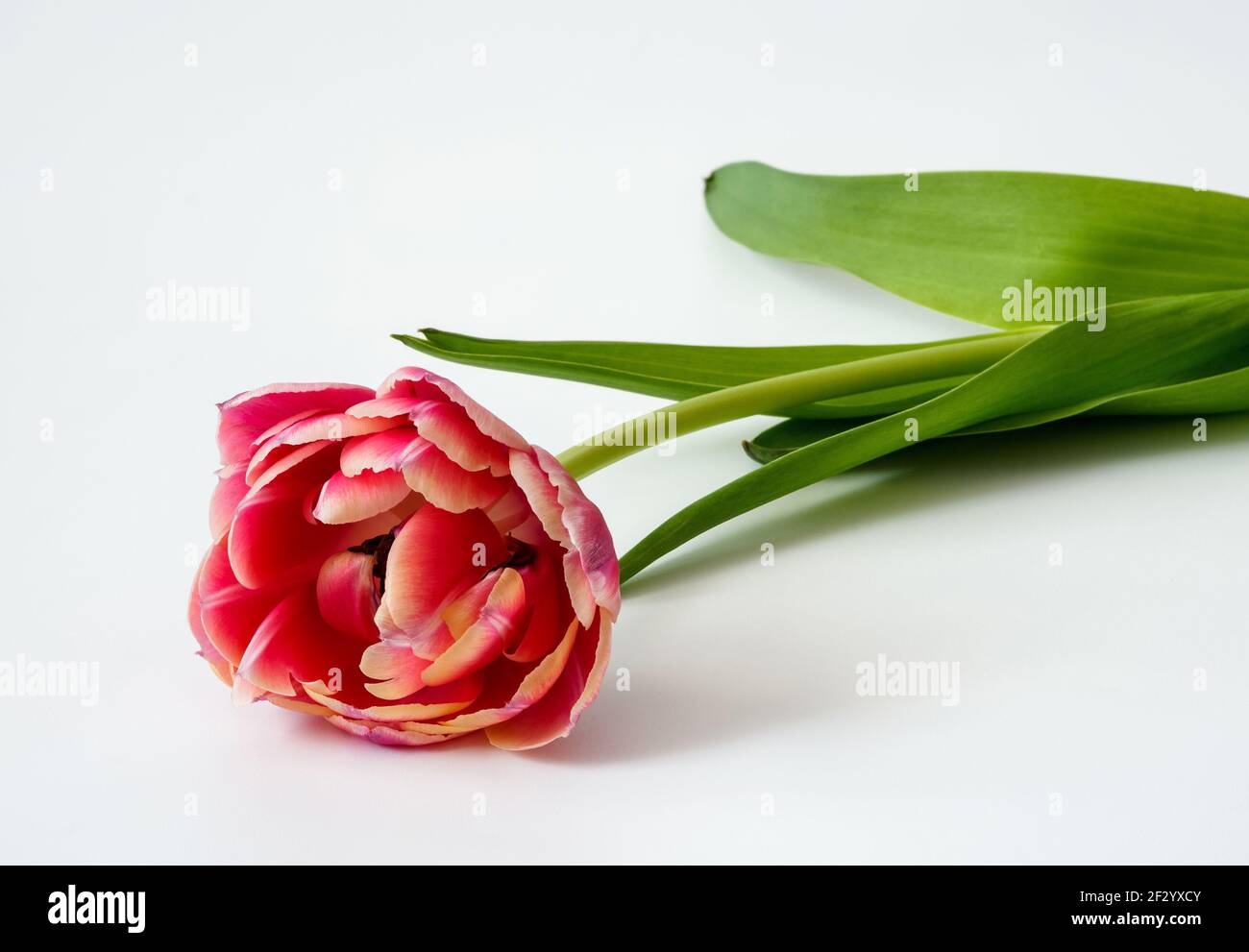 tulipano rosso, su sfondo chiaro,fiori,flora,primo piano,macro,posto per testo,biglietto di auguri Foto Stock