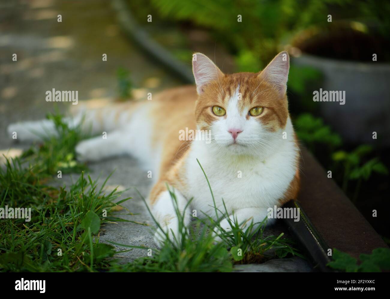 Gatto rosso con occhi verdi Foto Stock