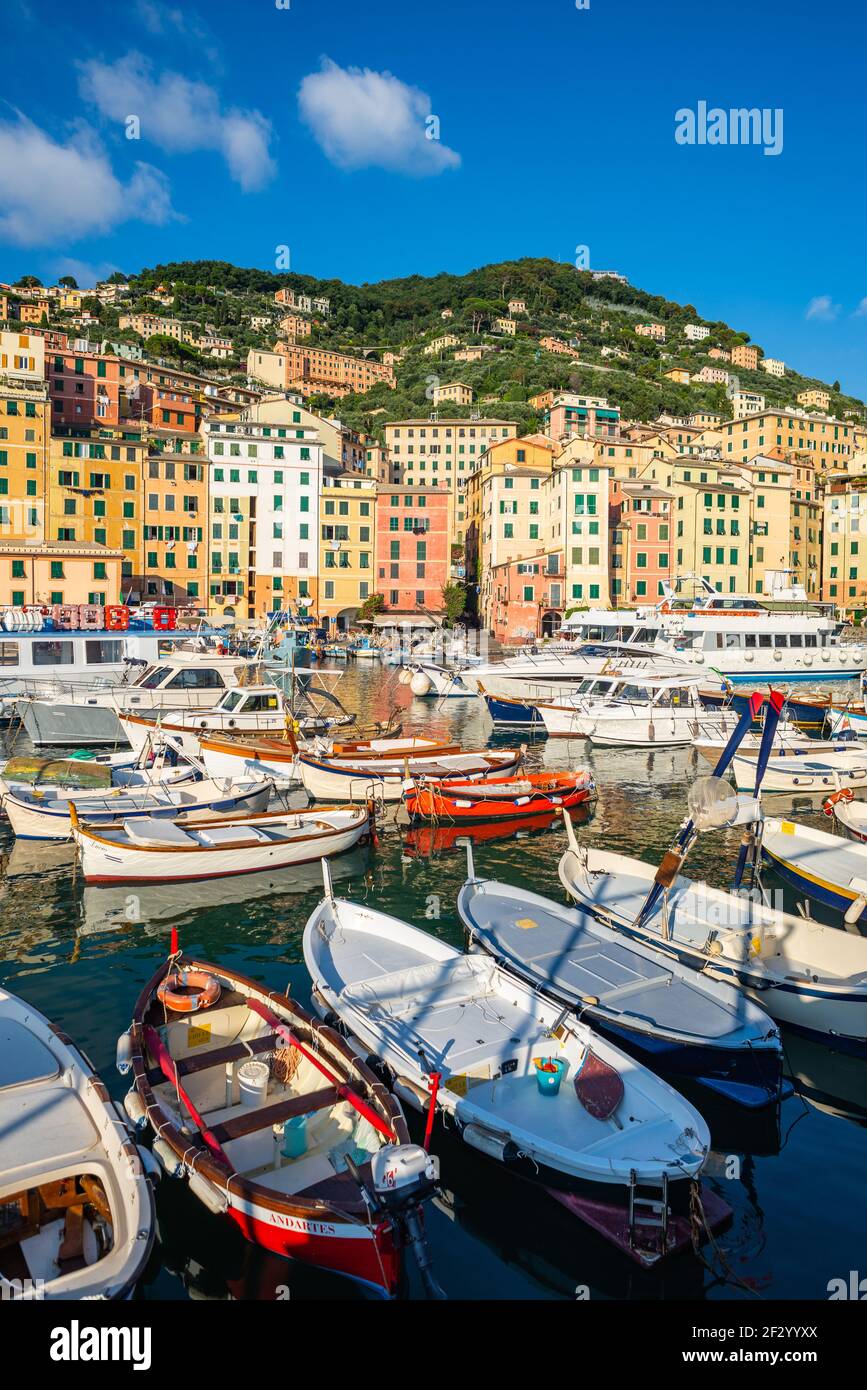 Il porto è il cuore della pittoresca cittadina di Camogli, nella parte  orientale della Liguria. E' un piccolo porto affollato da barche  tradizionali Foto stock - Alamy
