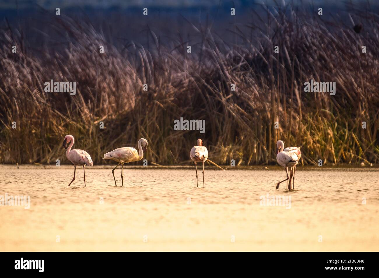 Flock of Flamingo nel santuario degli uccelli di Marievale Gauteng Foto Stock