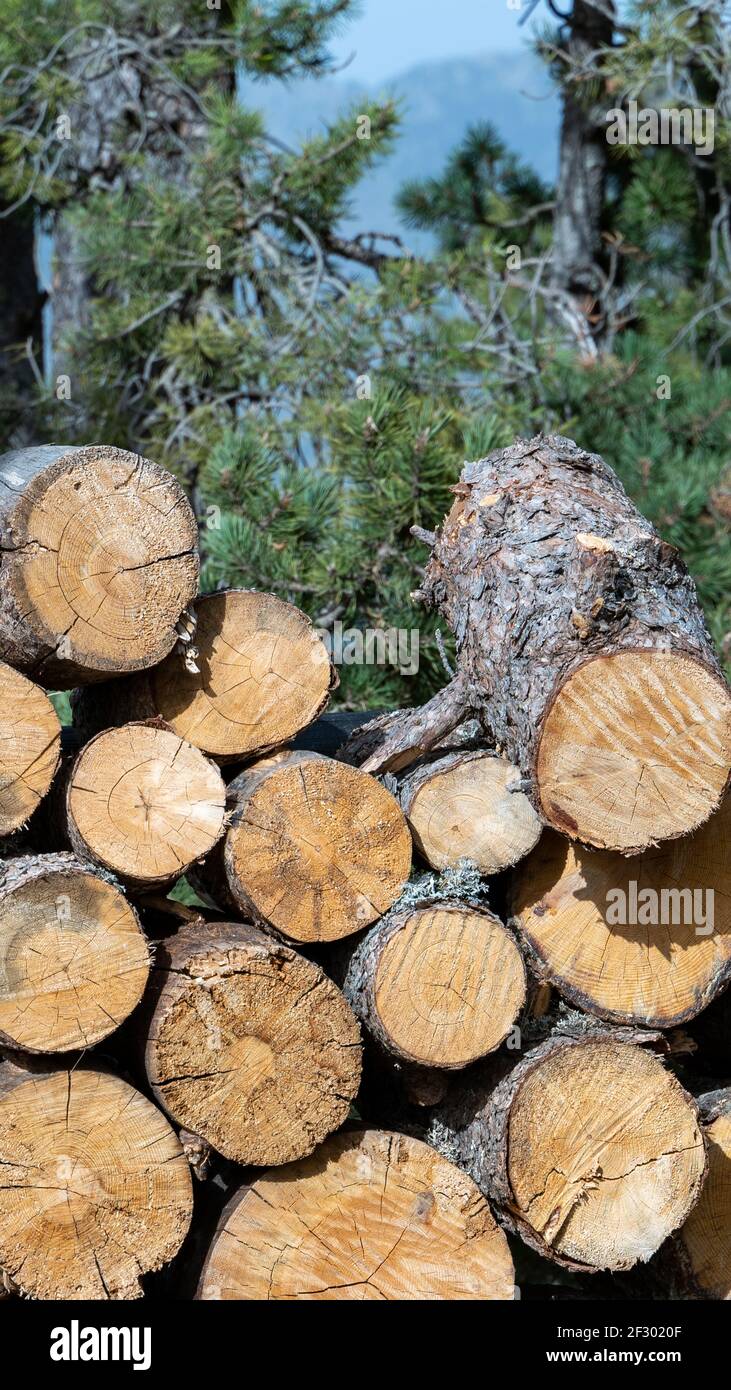 immagine verticale di log impilati, visto frontalmente durante il taglio creando forme circolari Foto Stock