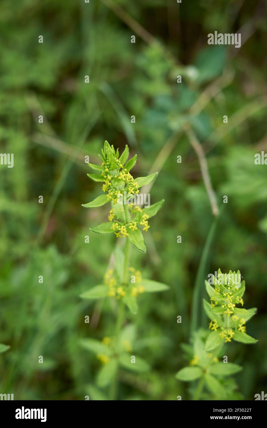 Crociata laevipes Inflorescenza gialla Foto Stock