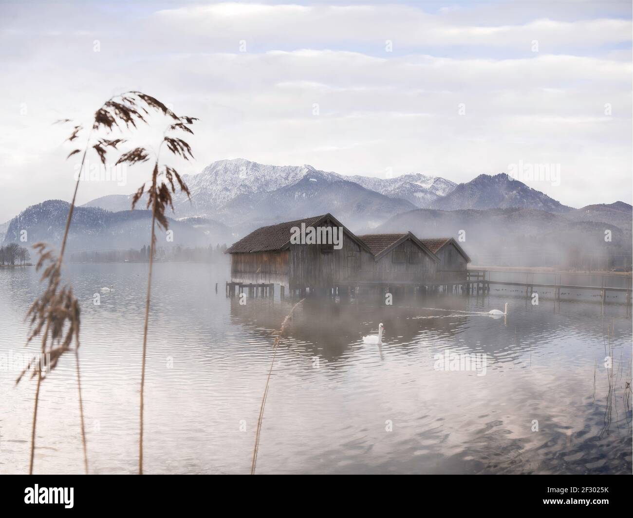 Mattina foggy con boathouses e cigni su un lago Foto Stock