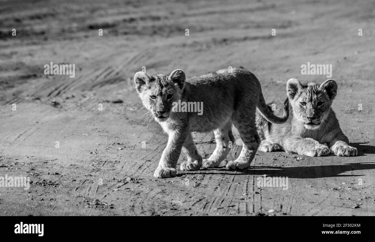 Carino e adorabile brown lion cubs correre e giocare in una riserva naturale a Johannesburg in Sud Africa Foto Stock