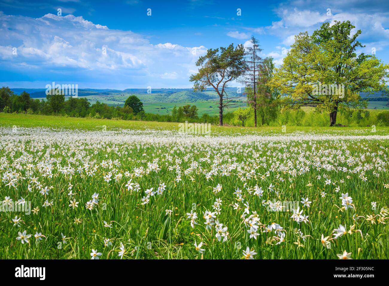 Pittoresco campo fiorito con fiori bianchi di narcisi. Narciso bianco fiori fioriscono sul glade. Paesaggio fiorito estivo in Transilvania, Romania, Foto Stock