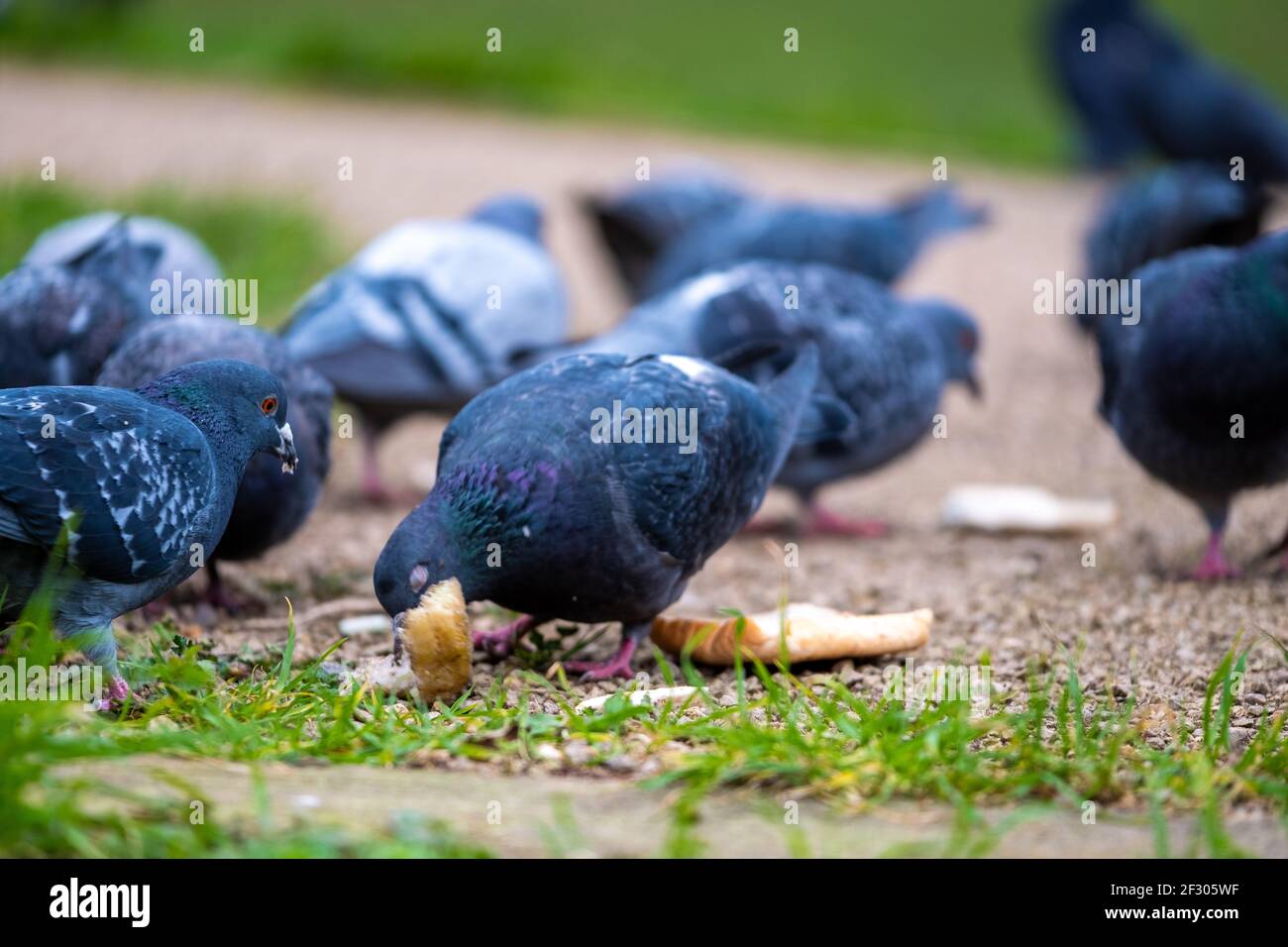 Un gruppo di pidgeon blu standard che combattono su un pezzo di pane, essendo nutriti dalla gente del posto in un parco pubblico a Londra. Cercando di sopravvivere al freddo winte Foto Stock
