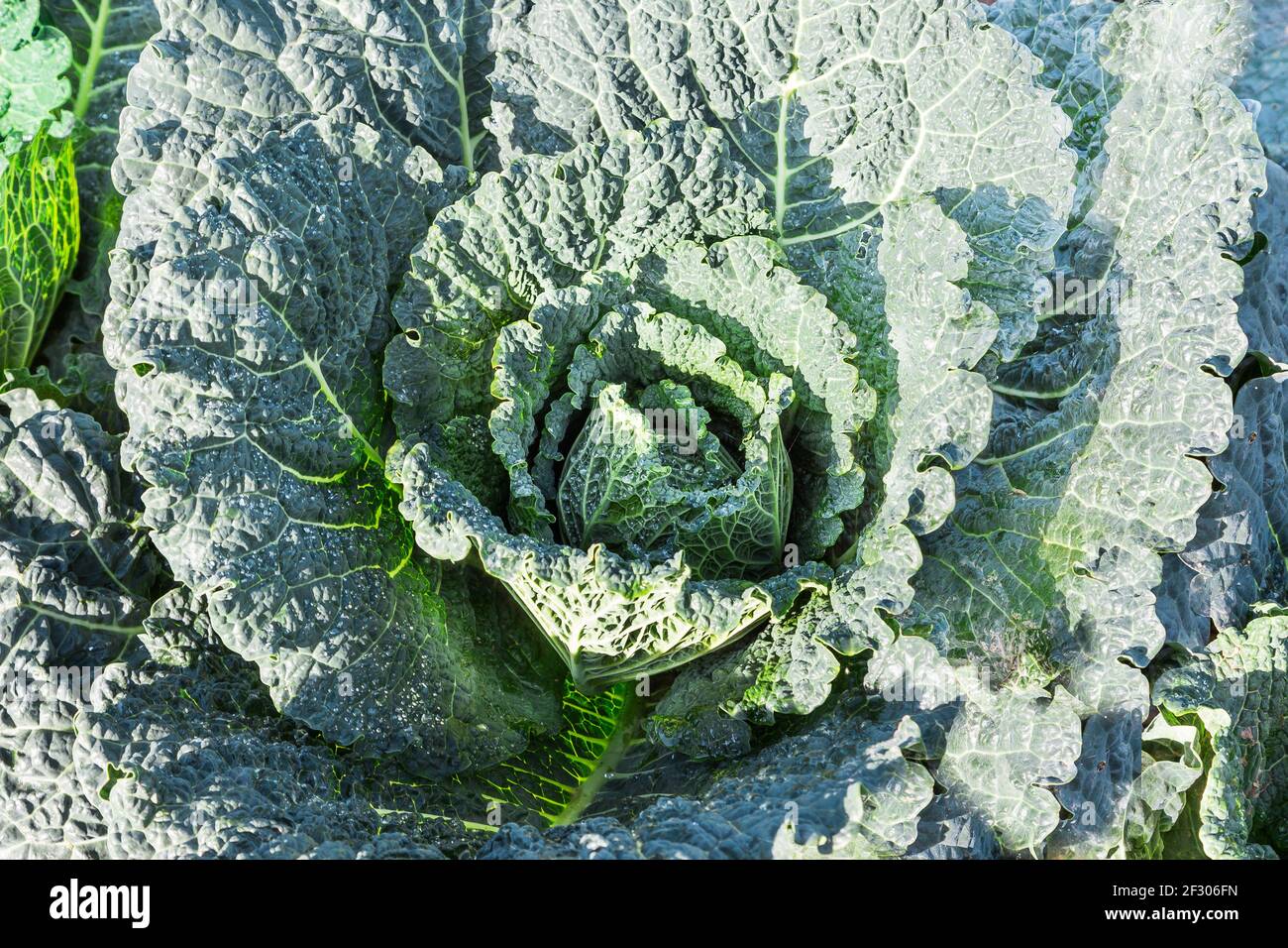 Cavolo sabaudo fresco in agarden con belle foglie verdi. Ricco di vitamine e molto popolare con i vegetariani. Foto Stock