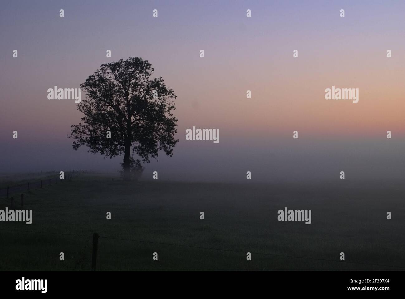 Albero solitario in un prato durante un'alba nebbiosa Foto Stock