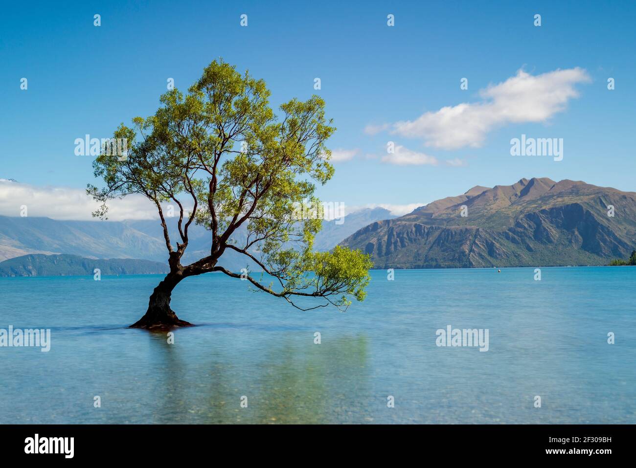 Lone Tree sul lago Wanaka, Isola del Sud Nuova Zelanda Foto Stock