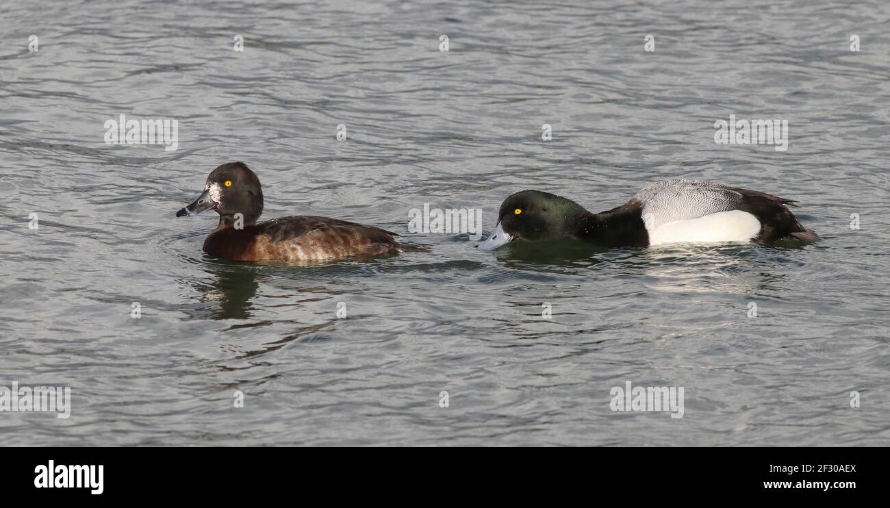 Un drake Scaup e ibrido femmina Tufted Duck x Scaup Adduzione dalla diga presso il lago artificiale di Pitsford Foto Stock