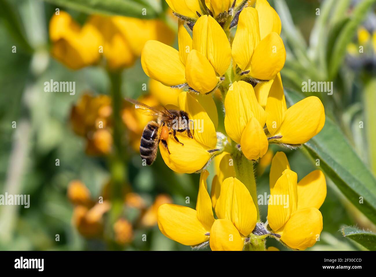 Un'ape di miele in un fiore giallo lupino (Lupin luteus) a Huelva, Andalusia, Spagna Foto Stock