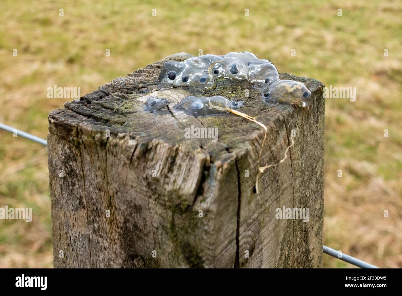Frogspawn sul posto della recinzione - gelatina di stella o rigonfiamento della gelatina di ovum e delle uova dell'alba - dopo la predazione della rana - Stirling, Scozia, Regno Unito Foto Stock