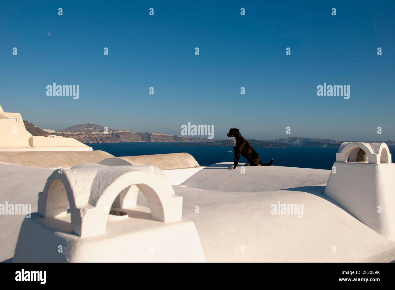 Un cane seduto sul tetto di una casa a Oia, sull'isola di Santorini in Grecia osserva la vista. Sullo sfondo la caldera del sommerso Foto Stock