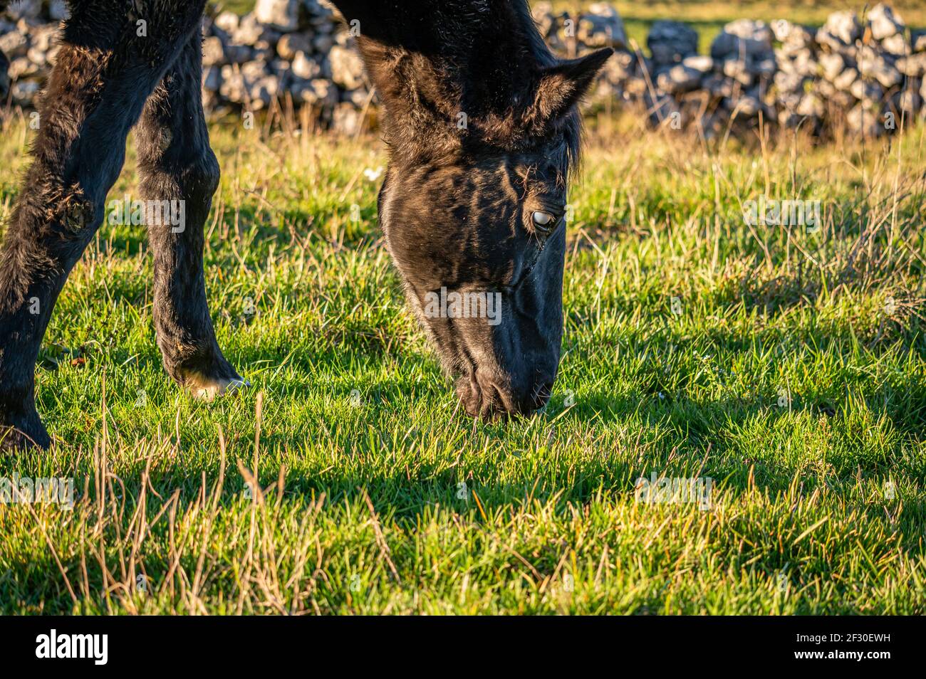 Cavallo cieco. Cataratta oculare. Un cavallo che pascolano sul prato in una giornata di sole in Svizzera. Malsano e malato. Foto Stock