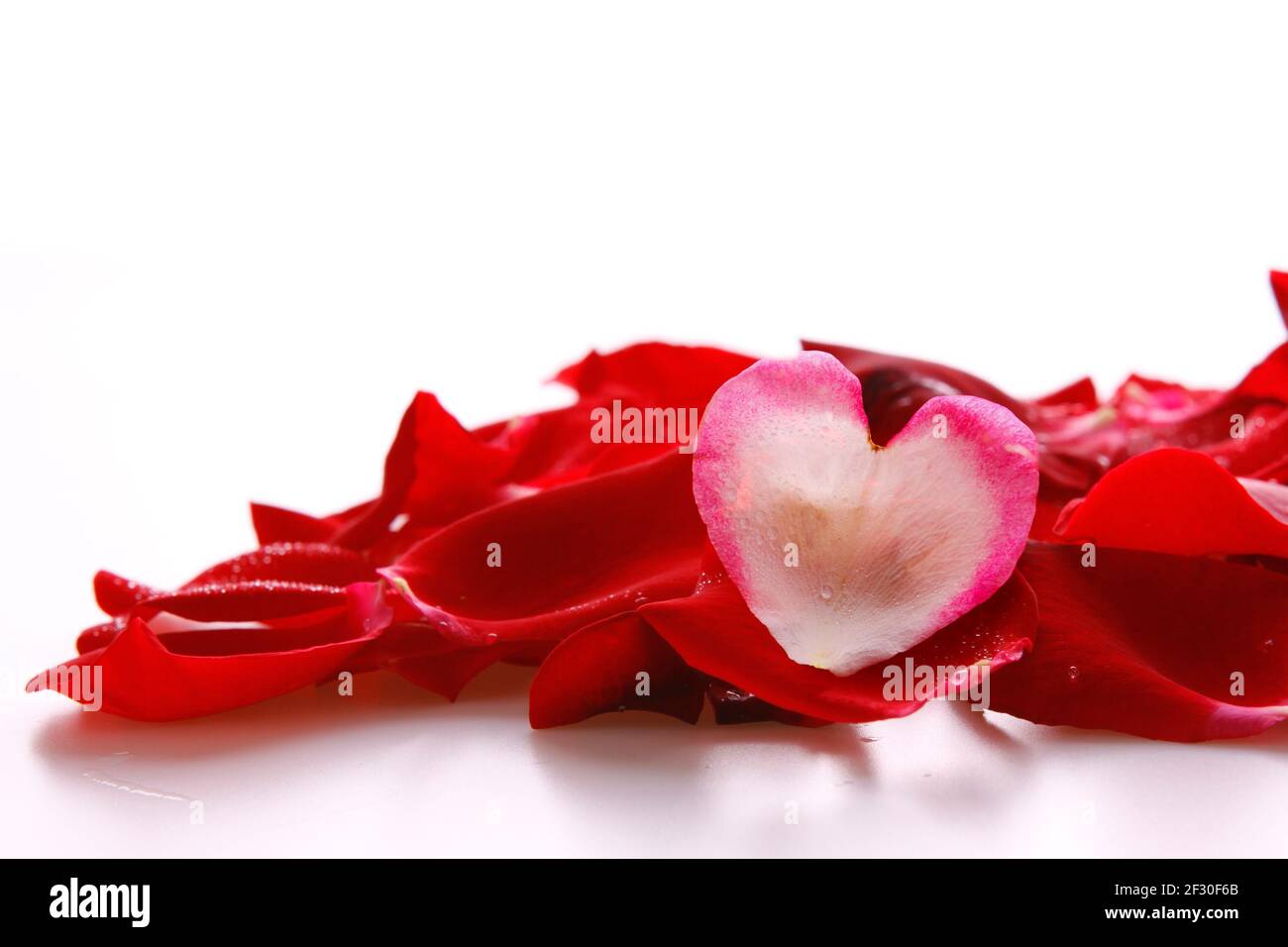 Petali di rosa rossa e cuore d'amore . Foto Stock