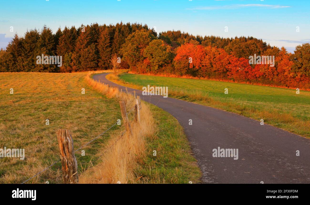 Paesaggio con strada campo e foresta. Foto Stock