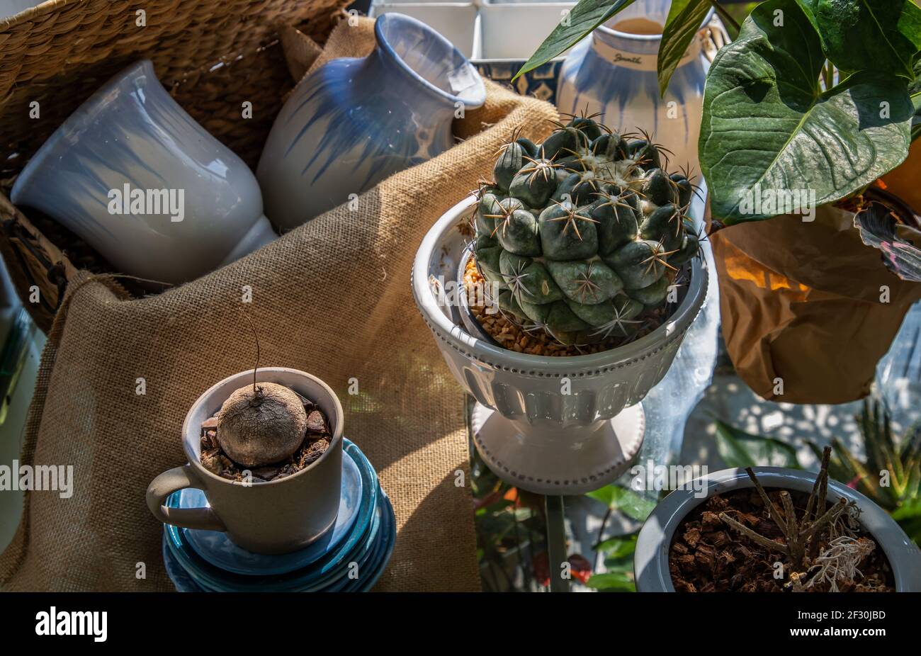 Cactus bautiful in vasi di ceramica bianca su tavola di vetro vicino alla finestra con luce solare. Arredamento domestico, fuoco selettivo. Foto Stock