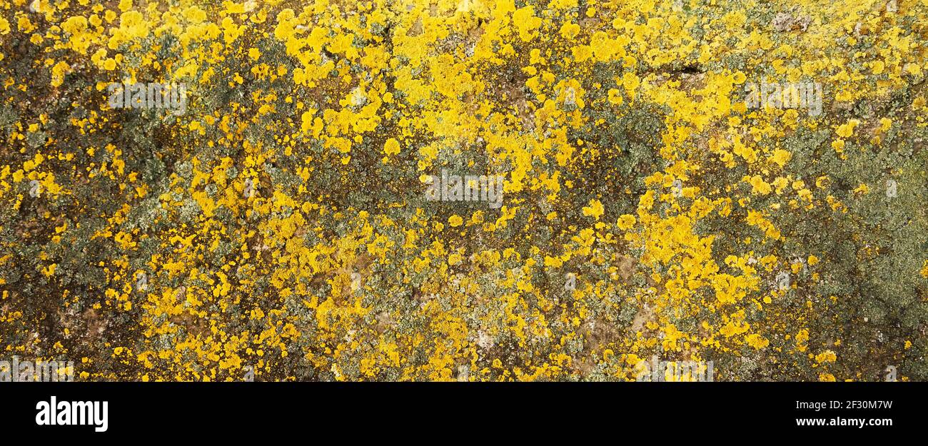 Licheni gialli sulla pietra. Muffa gialla su una vecchia roccia grigia. Texture naturale dello sfondo. Trama di un muro di pietra ricoperto di muschio giallo. Foto Stock