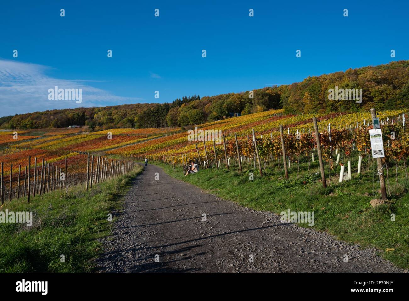 Escursioni nella valle dell'Ahr in una soleggiata giornata autunnale sulla strada del vino rosso Foto Stock